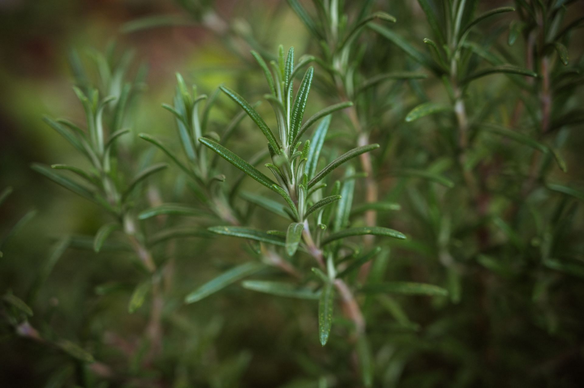 Strengthens the immune system (Image via Unsplash/Babette Landmesser)